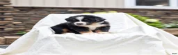 Bernese Mountain Dog dogs for sale: Renn - Ad 2