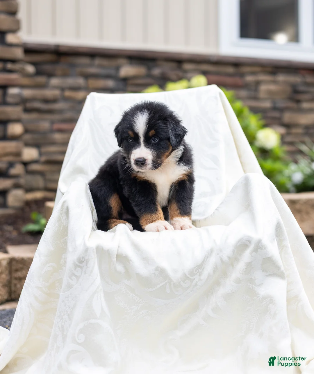 Bernese Mountain Dog dogs for sale: Renn - Ad 2
