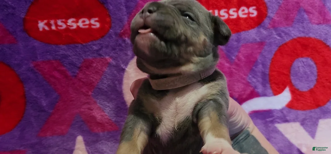 American Bully dogs for sale: Freya - Ad 3