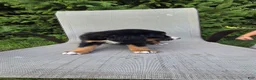 Bernedoodle dogs for sale: Bernedoodle dark green - Ad 5