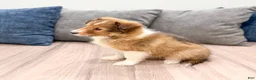 Shetland Sheepdog dogs for sale: Lacy - Ad 4
