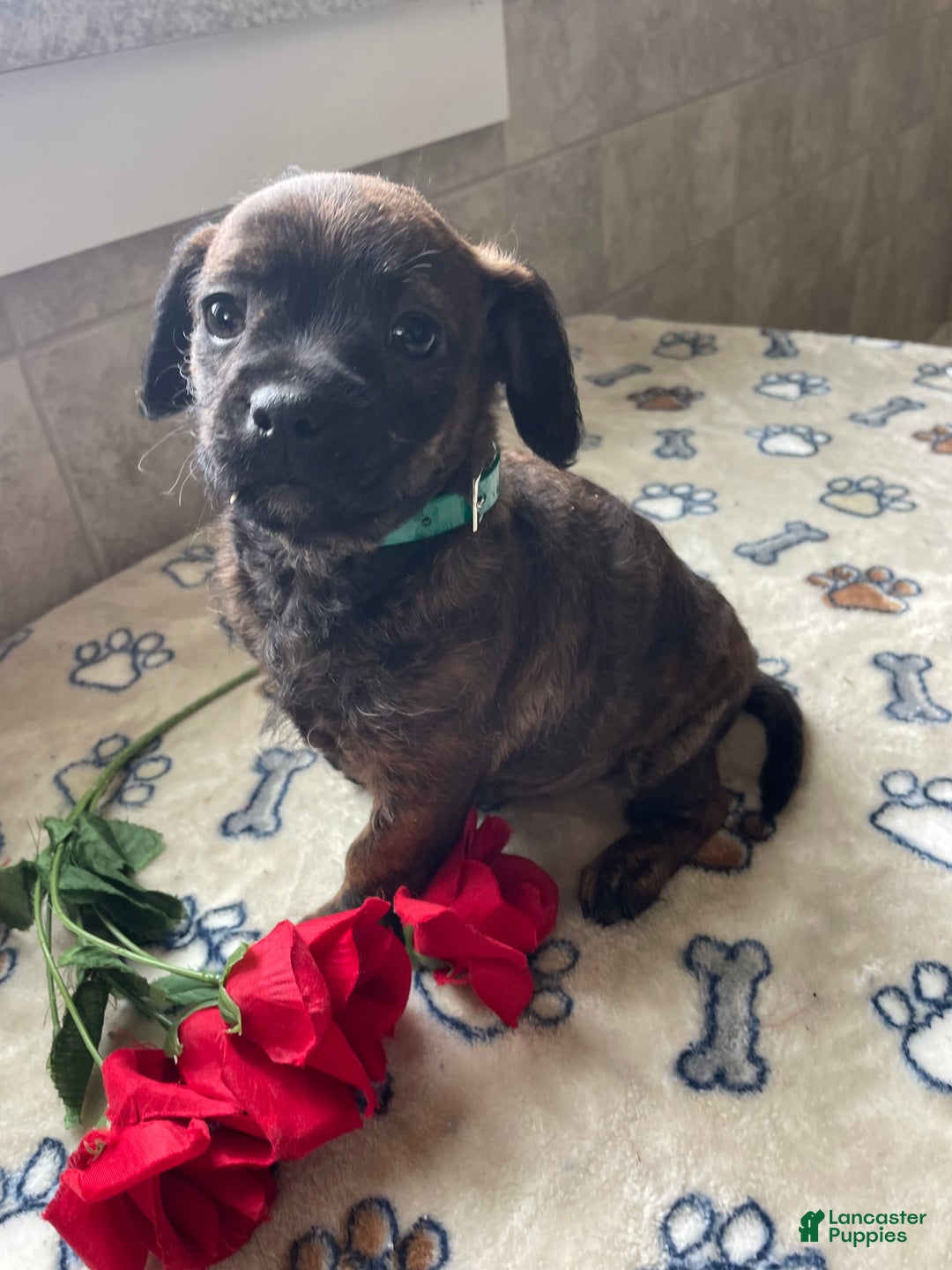 Mixed Breed dogs for sale: Biscuit - Ad 4