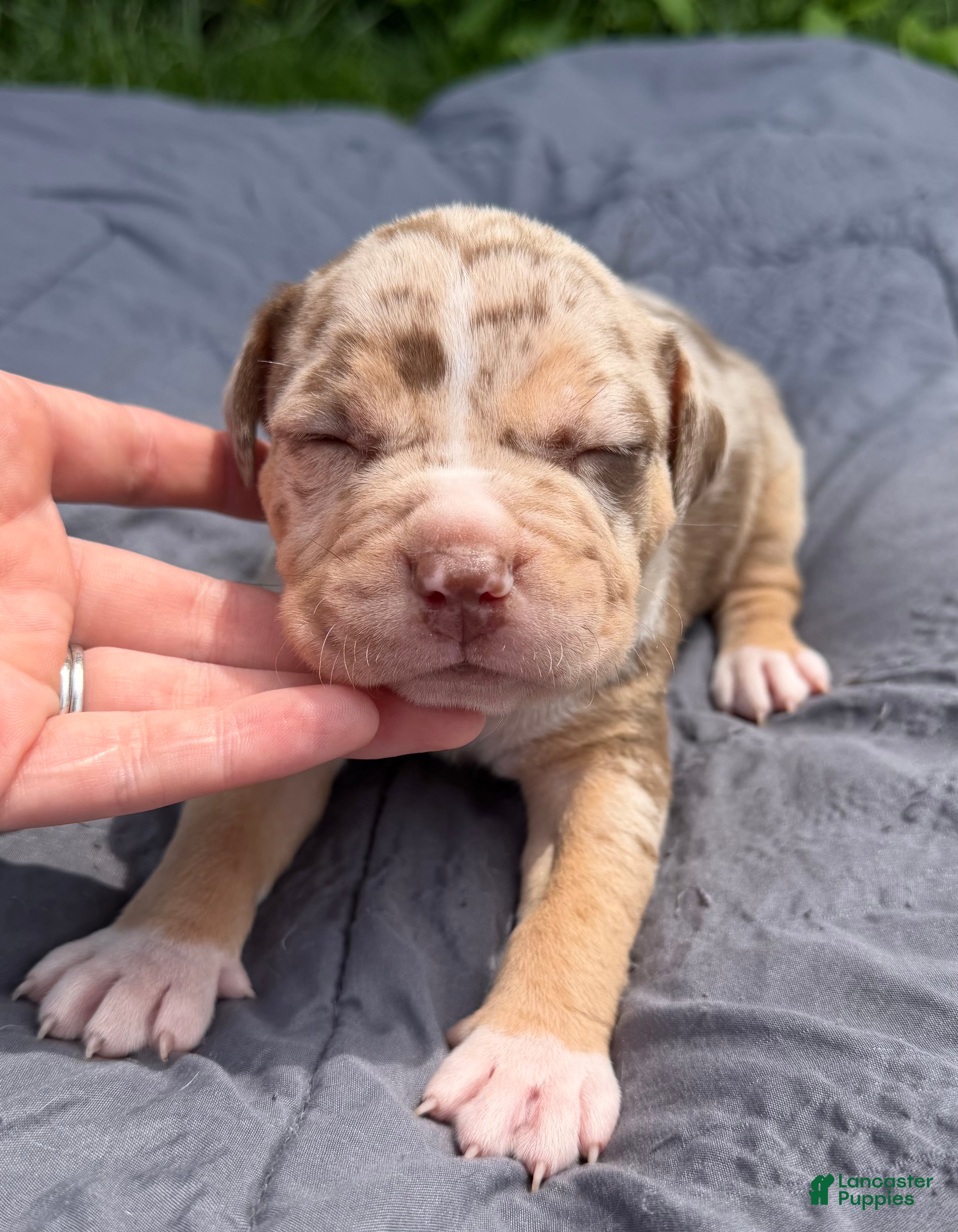 American Bully dogs Lindy - Ad 1