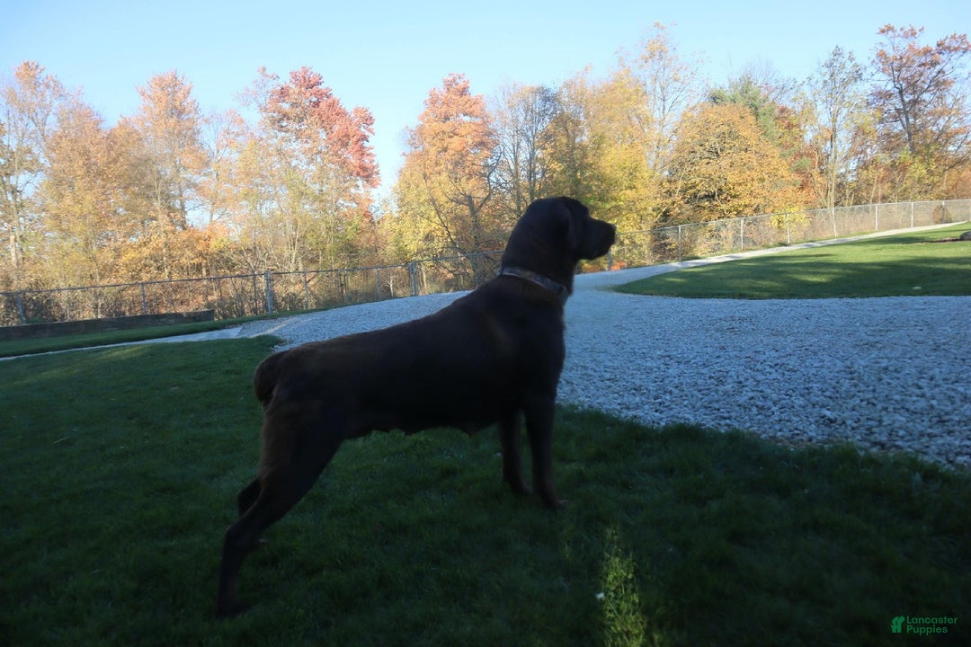 Labrador Retriever dogs for sale: Ivory  - Ad 4