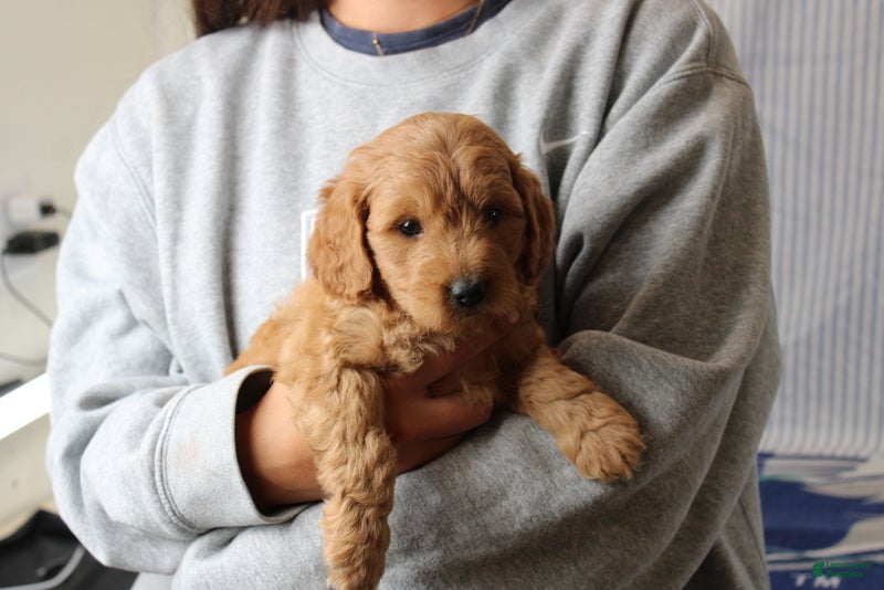 Mini Goldendoodle dogs Murphy - Ad 2