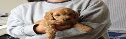 Mini Goldendoodle dogs for sale: Murphy - Ad 2
