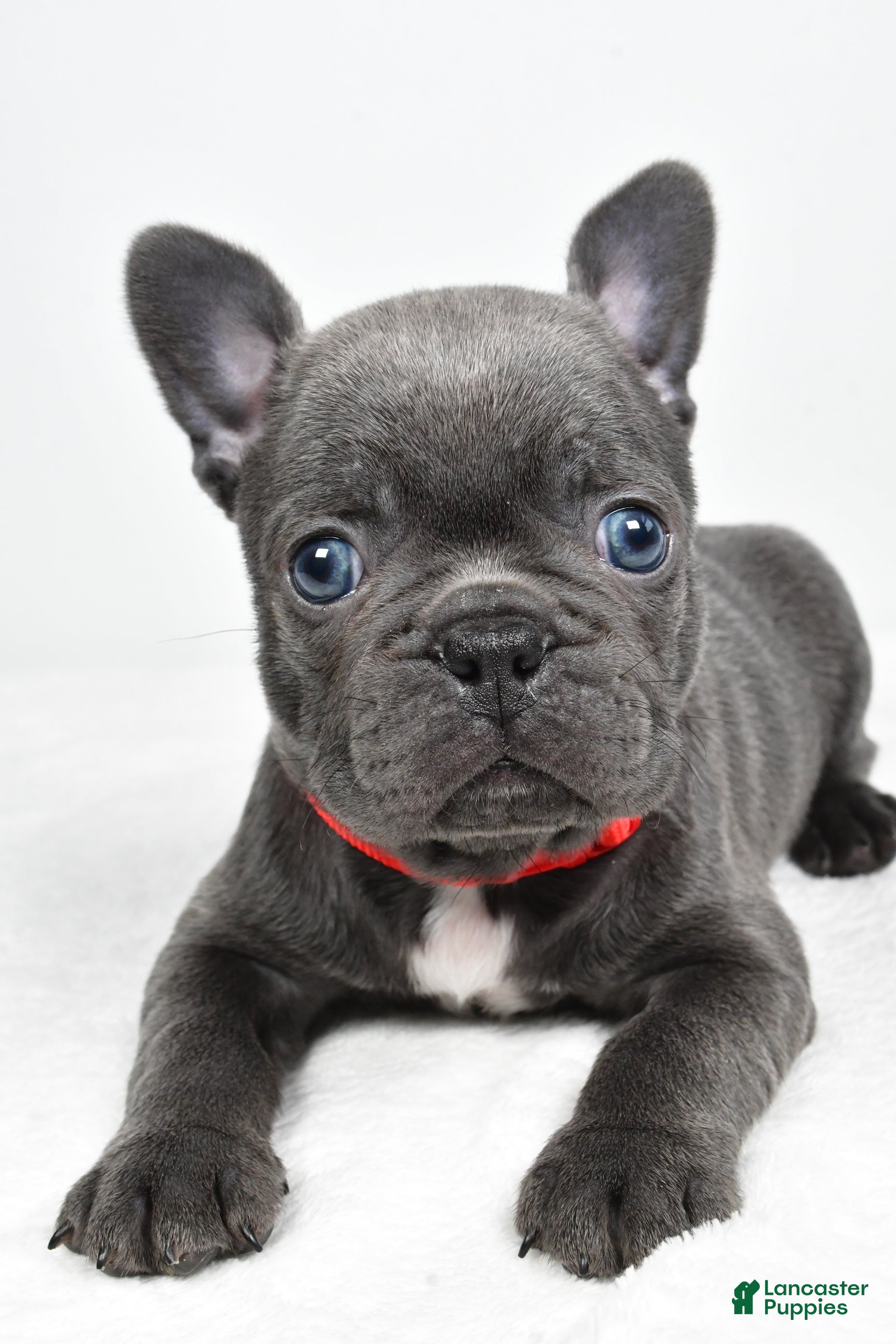 Frenchton dogs Kody - Ad 1