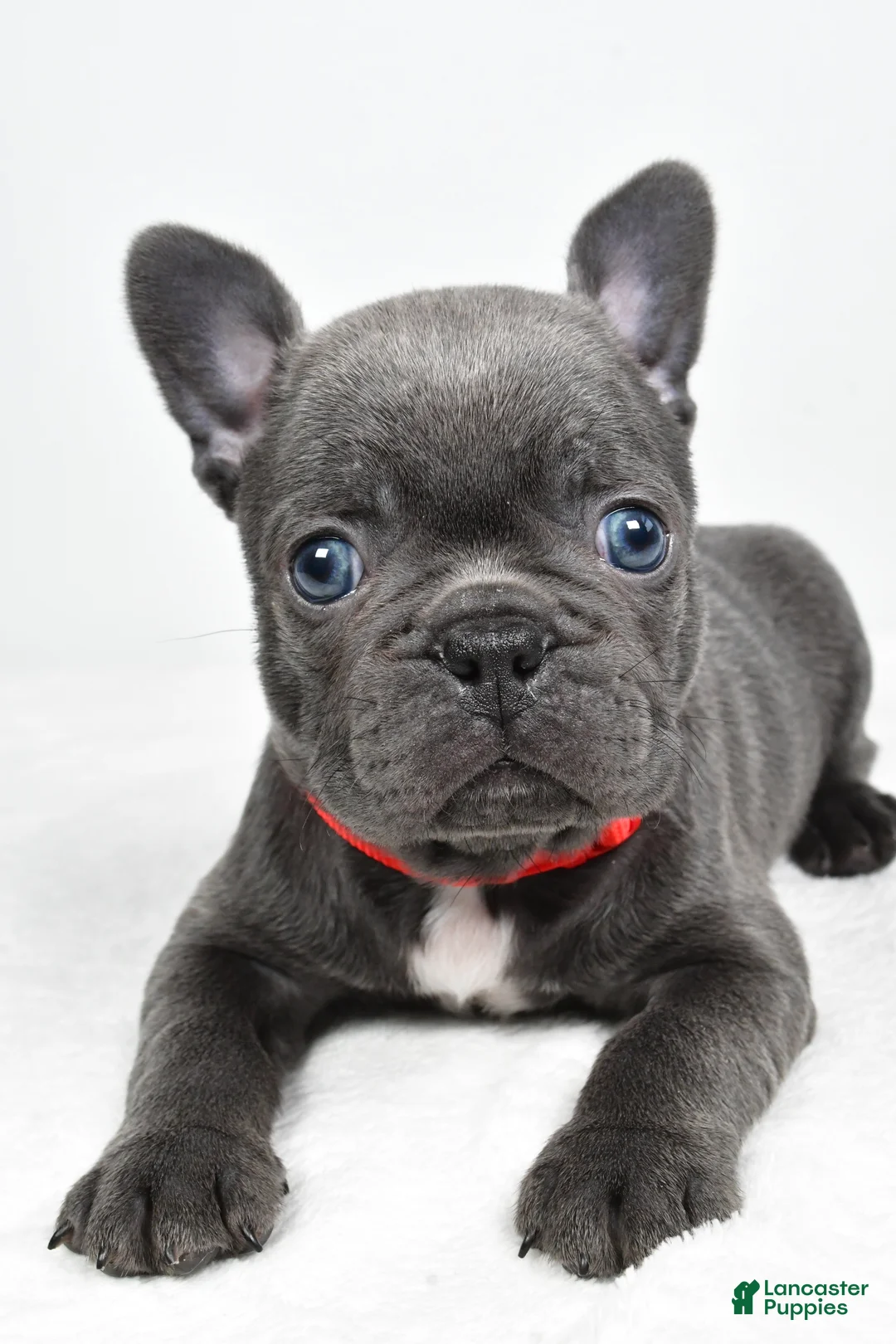Frenchton dogs for sale: Kody - Ad 1