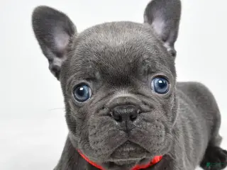 Frenchton dogs for sale: Kody - Ad 2