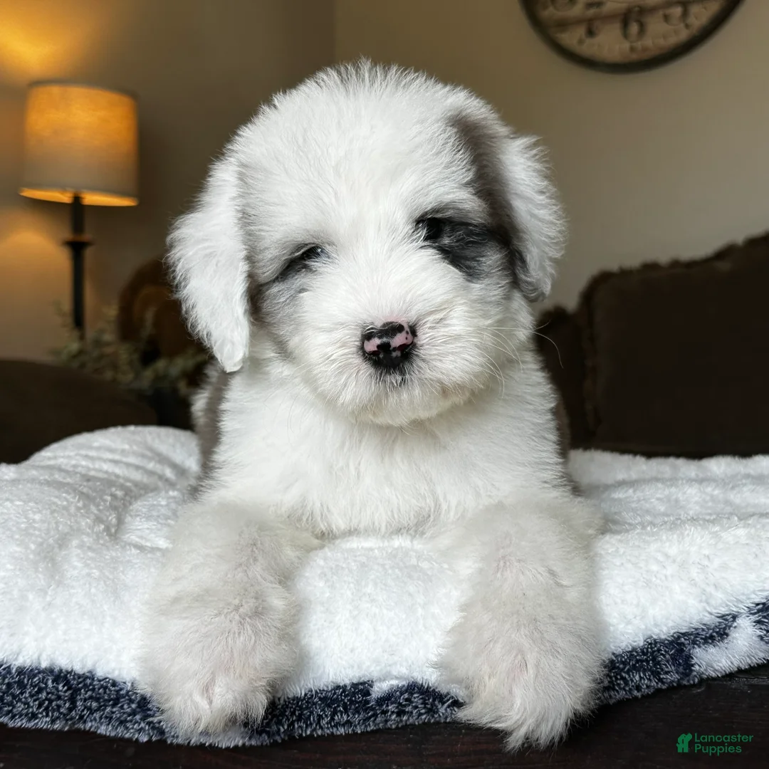 Sheepadoodle dogs for sale: Wrangler - Ad 2