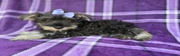 Miniature Schnauzer dogs for sale: Puddles - Ad 8