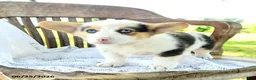 Welsh Corgi Pembroke dogs for sale: Renee - Ad 2