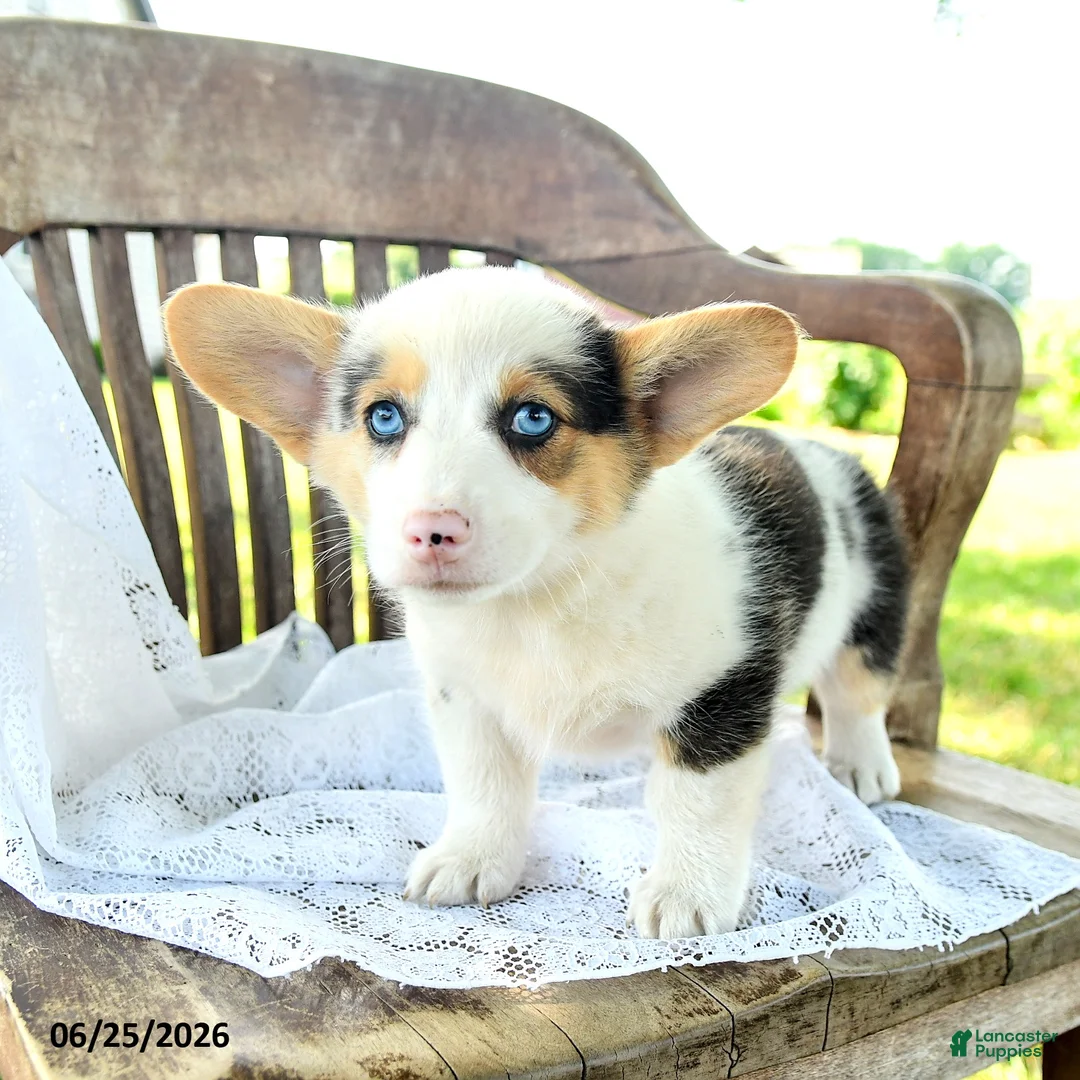 Welsh Corgi Pembroke dogs for sale: Renee - Ad 2