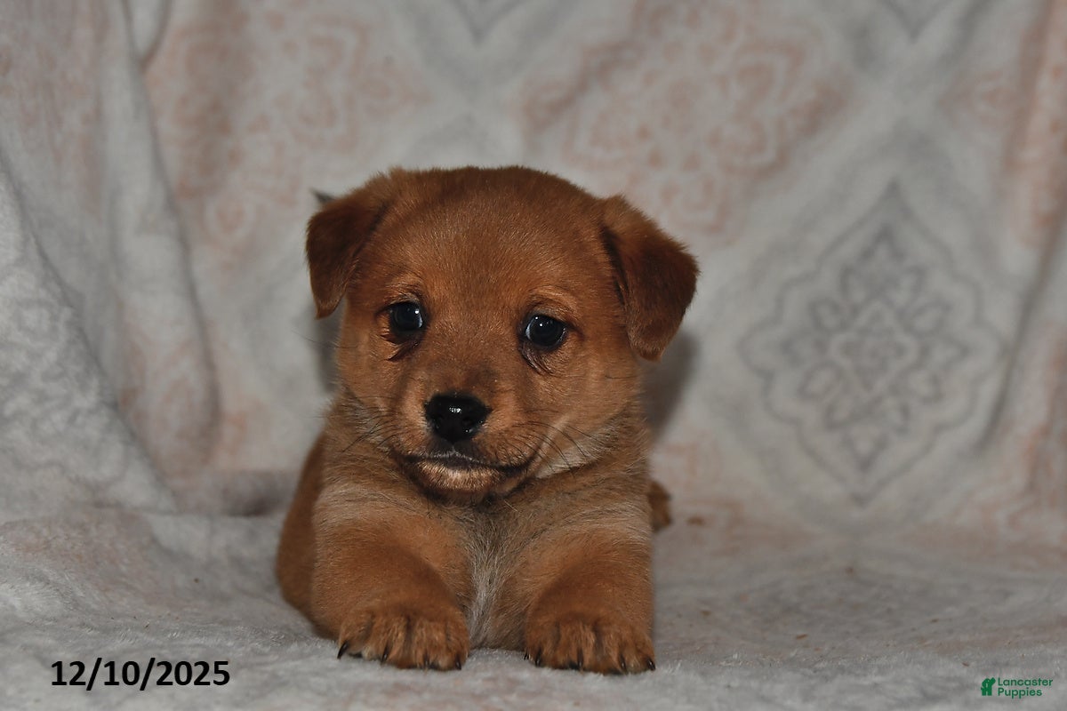 Mixed Breed dogs Jake - Ad 6