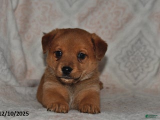 Mixed Breed dogs Jake - Ad 27