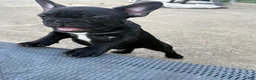 French Bulldog dogs for sale: Weller - Ad 2