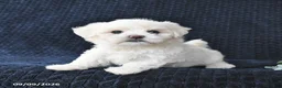 Maltese dogs for sale: Kieffer - Ad 4