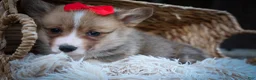 Welsh Corgi Pembroke dogs for sale: Scotty 🐾 - Ad 17