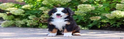 Bernese Mountain Dog dogs for sale: Milo - Ad 10
