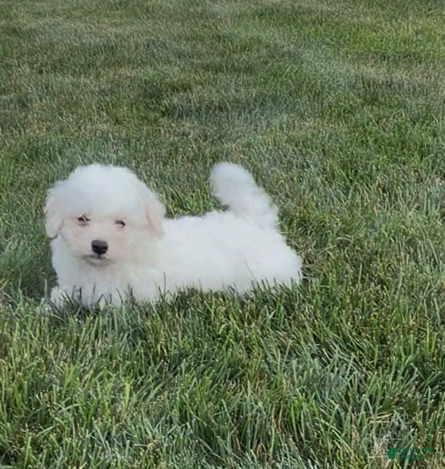 Teddy Bear dogs Judah - Ad 1
