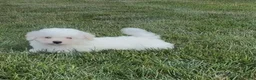 Teddy Bear dogs for sale: Judah - Ad 1