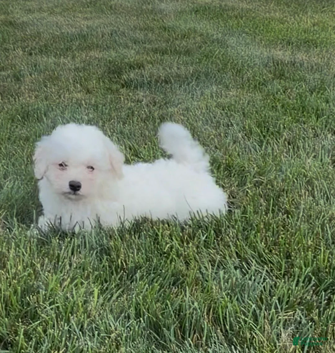 Teddy Bear dogs for sale: Judah - Ad 1