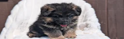 German Shepherd dogs for sale: Zeus - Ad 4