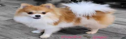 Pomeranian dogs for sale: Ginger - Ad 1