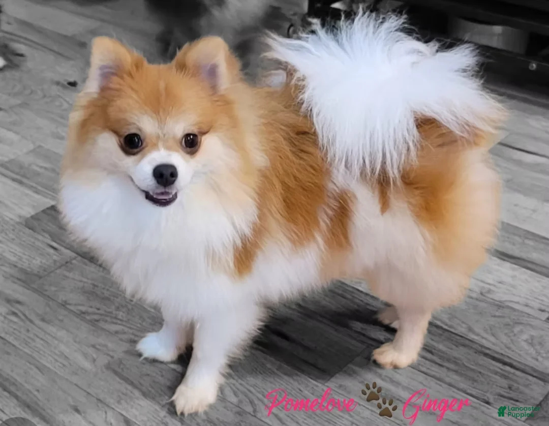 Pomeranian dogs for sale: Ginger - Ad 1