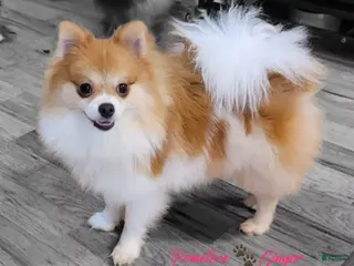 Pomeranian dogs Ginger - Ad 41