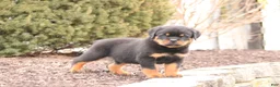 Rottweiler dogs for sale: Mason - Ad 3