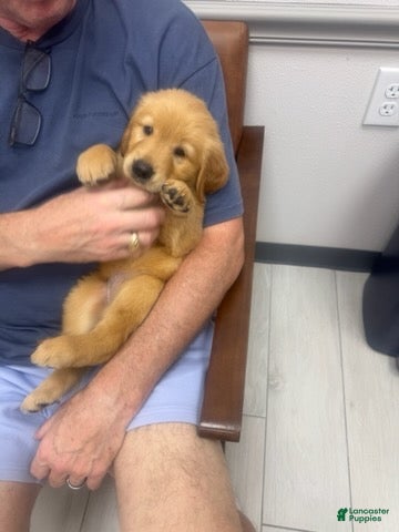 Golden Retriever dogs Pink Female - Ad 8