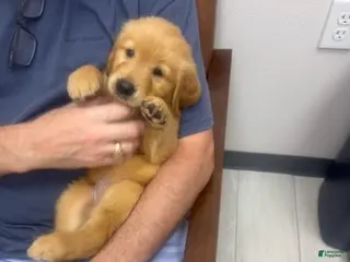 Golden Retriever dogs Pink Female - Ad 8