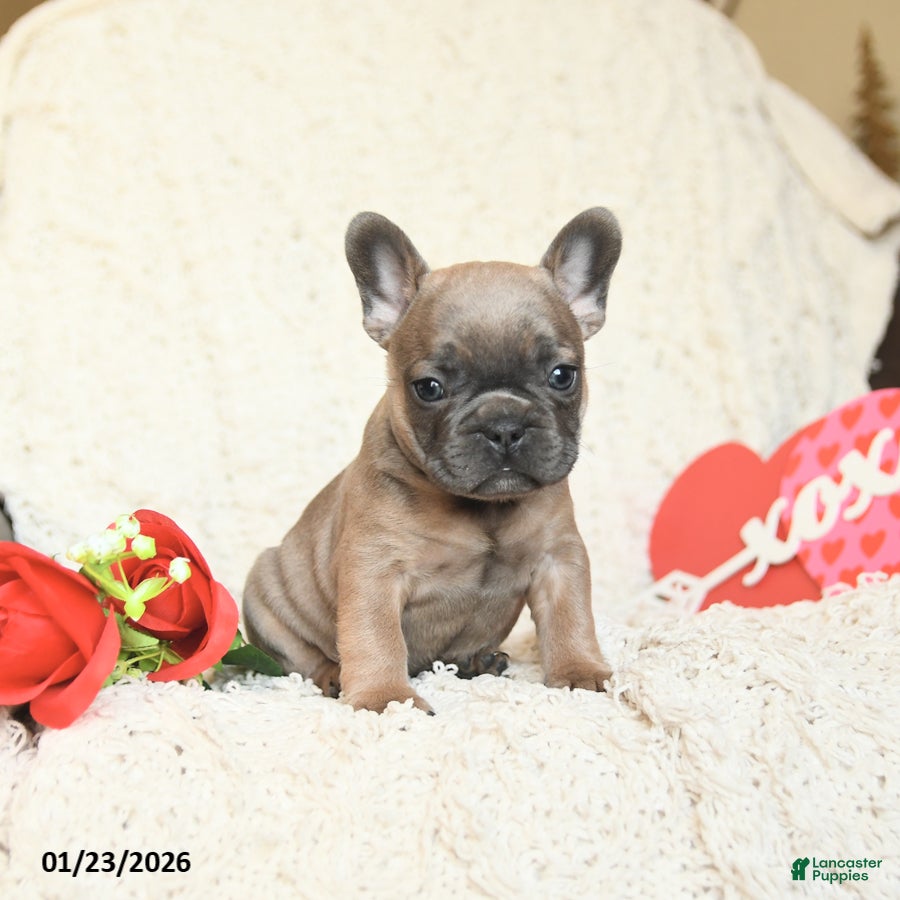 French Bulldog dogs Benji - Ad 15