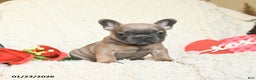 French Bulldog dogs for sale: Benji - Ad 1