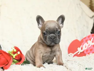 French Bulldog dogs Benji - Ad 5