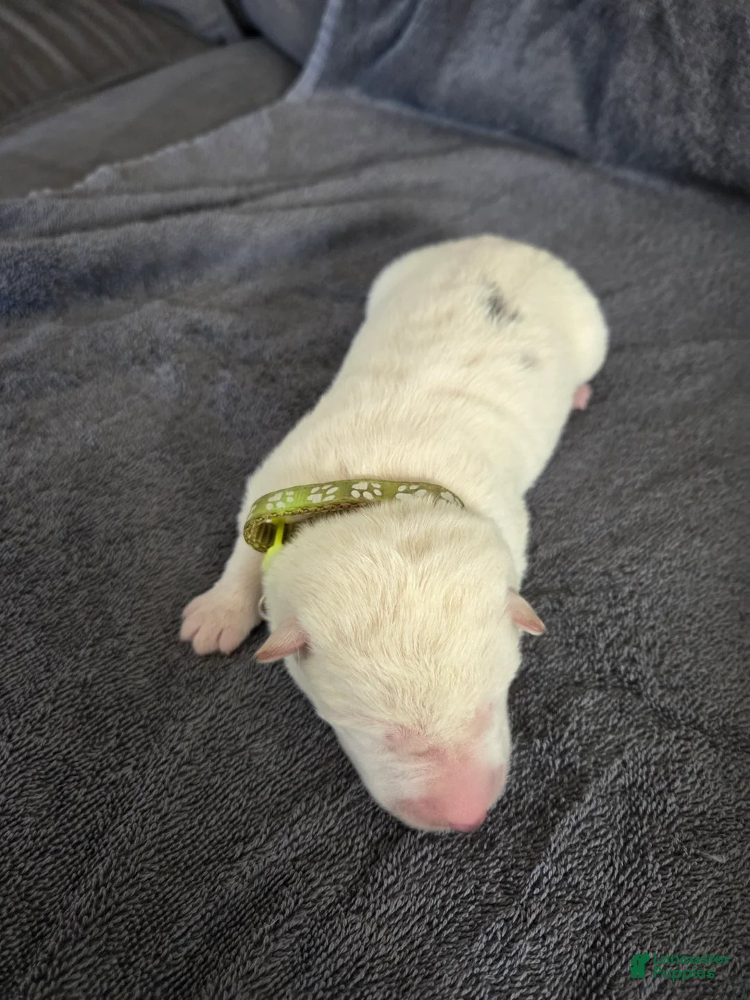 German Shepherd dogs for sale: German Shepherd Puppy 6 - Ad 2