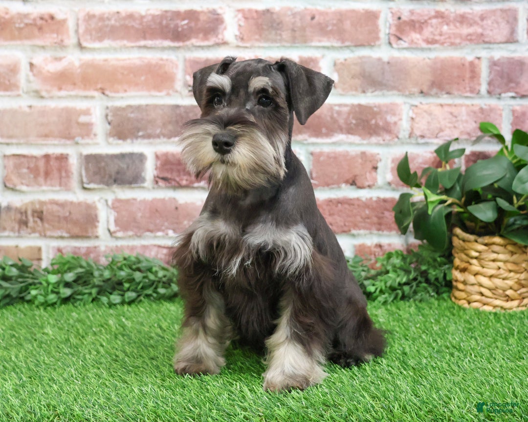 Miniature Schnauzer dogs for sale: Princeton - Ad 6