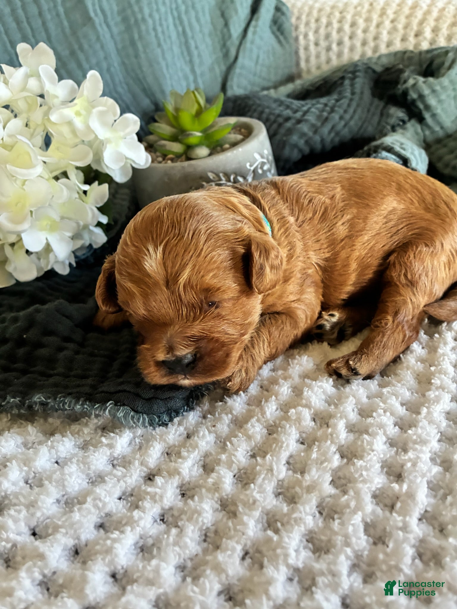 Cavapoo dogs for sale: Mossy_Male - Ad 1