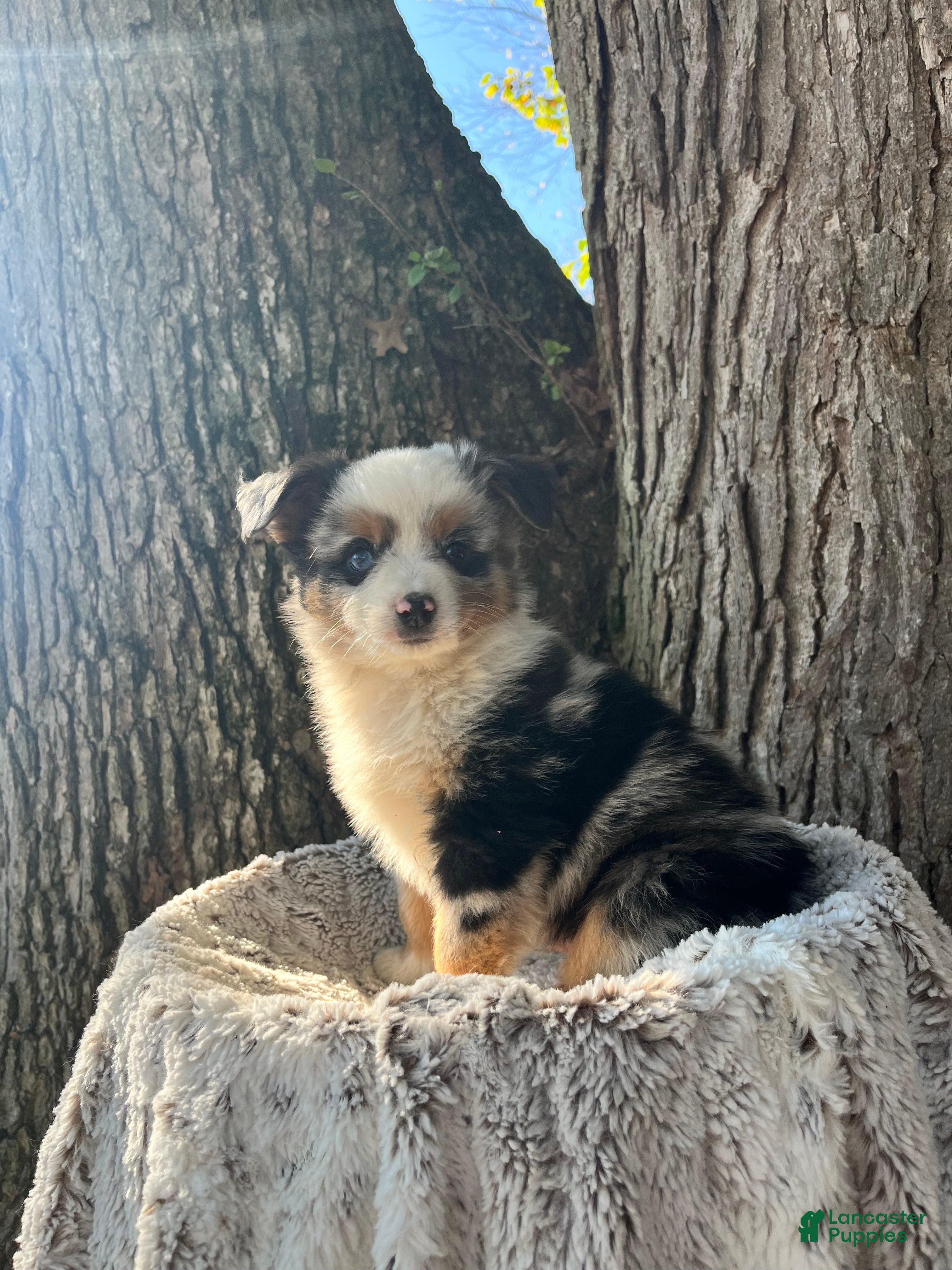 Miniature Australian Shepherd dogs for sale: Diesel - Ad 1