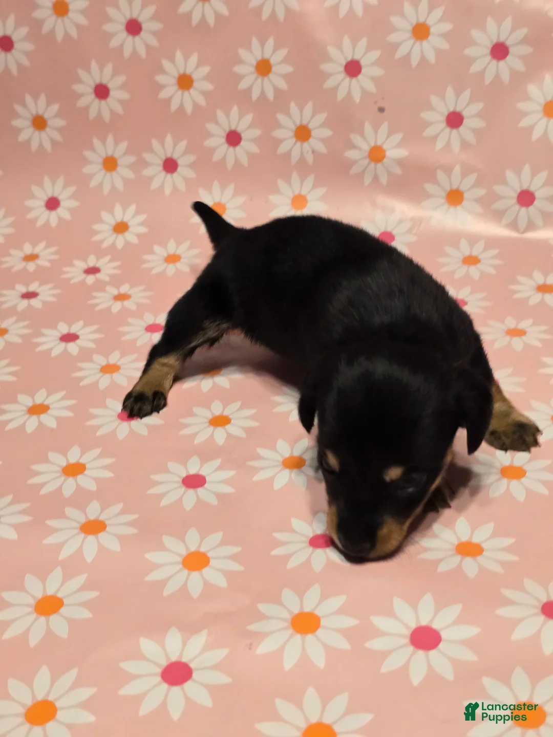 Miniature Dachshund dogs for sale: Coco - Ad 7
