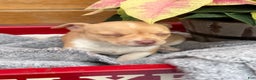 Chihuahua dogs for sale: Cookie - Ad 5