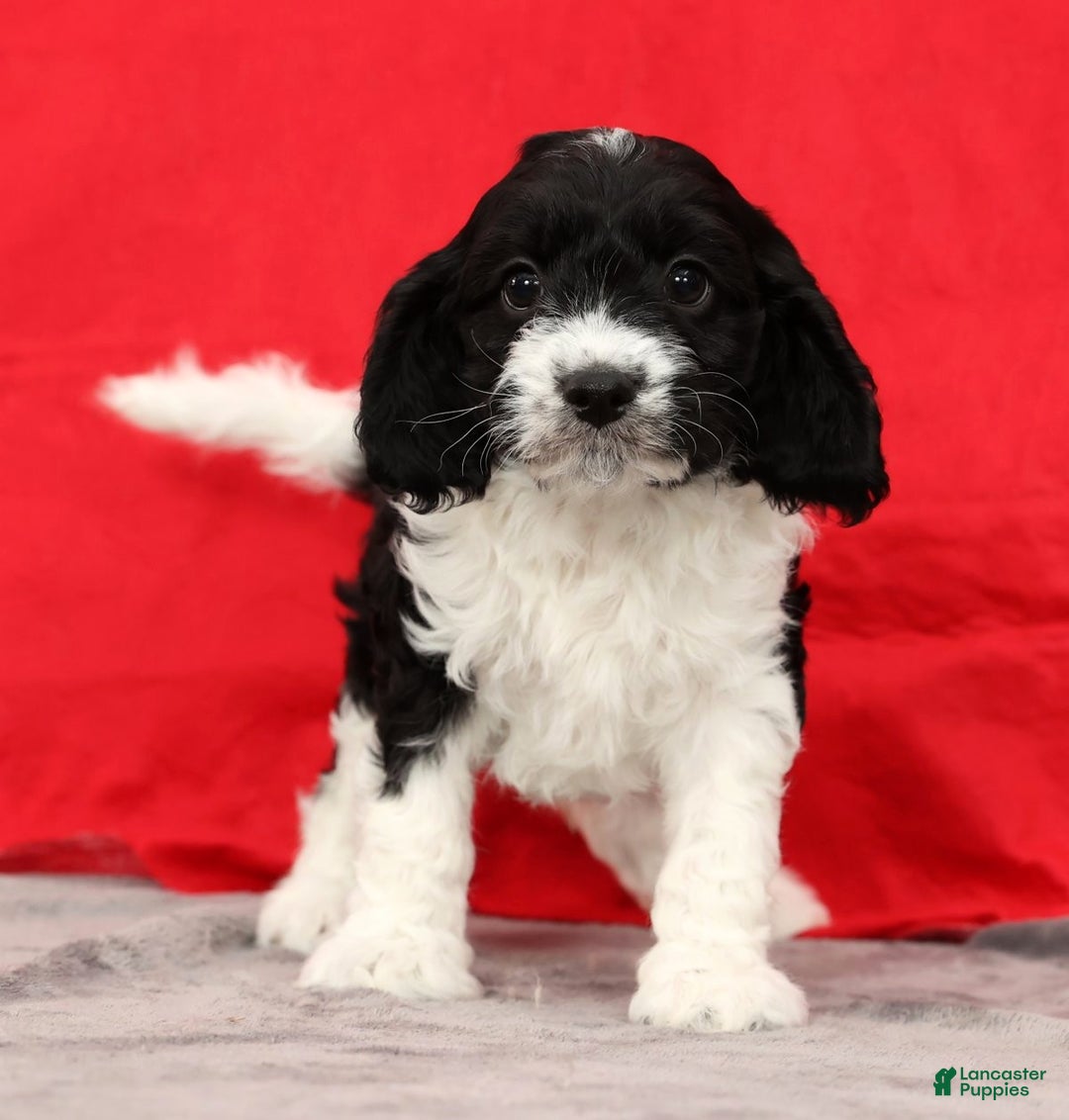 Cavapoo dogs for sale: Scott - Ad 2