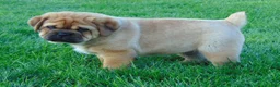 Mixed Breed dogs for sale: Sammy  - Ad 8