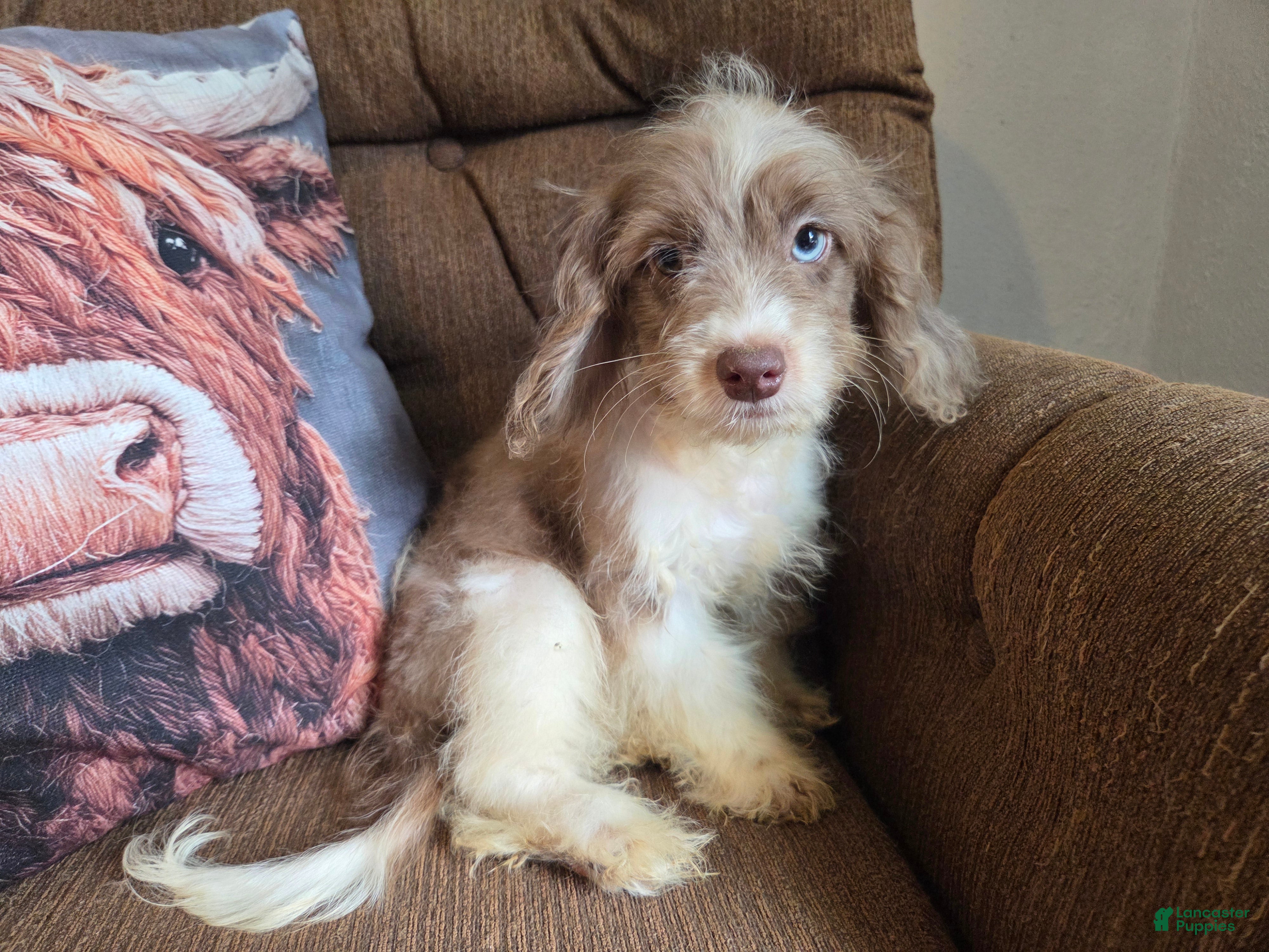 Miniature Poodle dogs Doodle SALE! - Ad 1