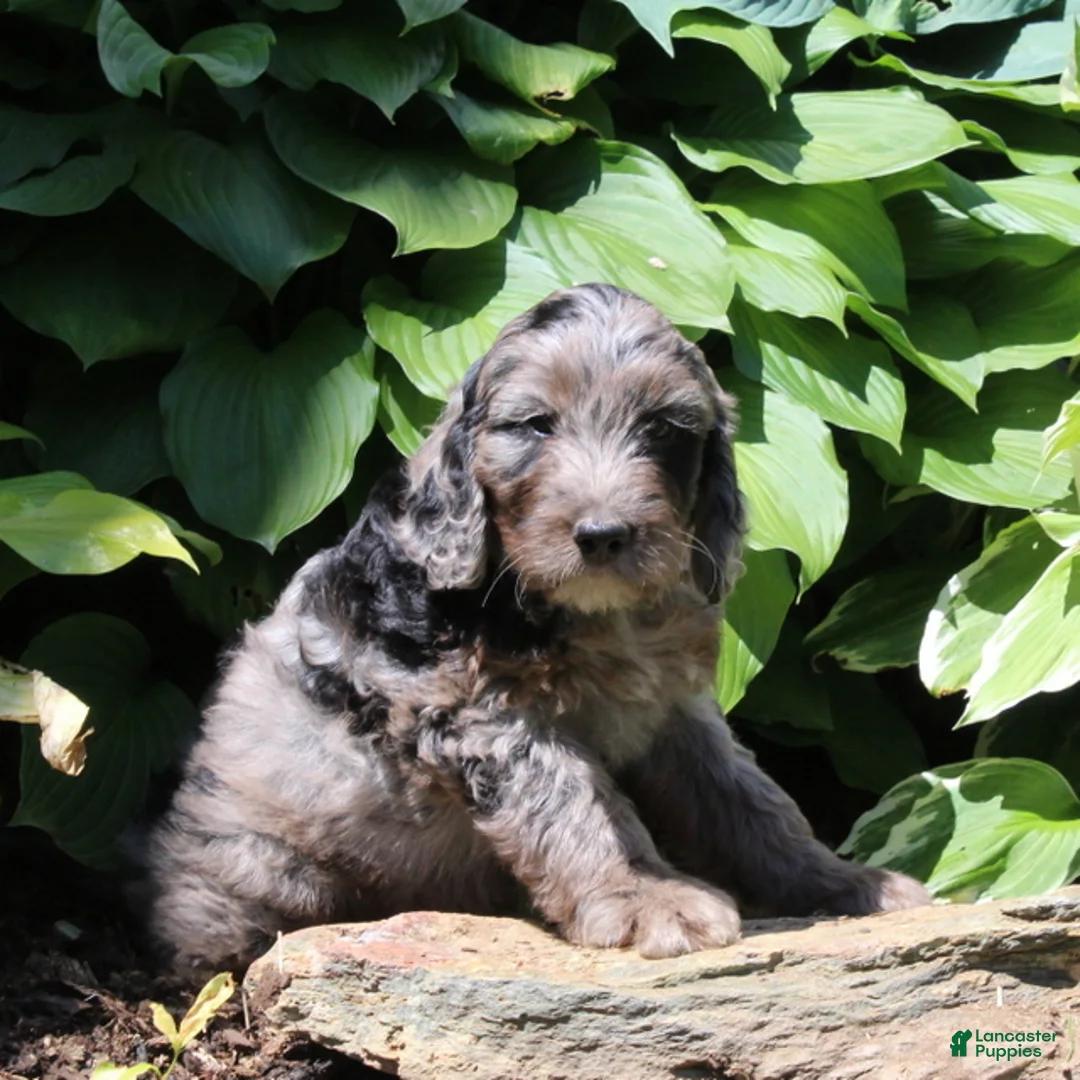 Irish Doodle dogs for sale: Marshal - Ad 2