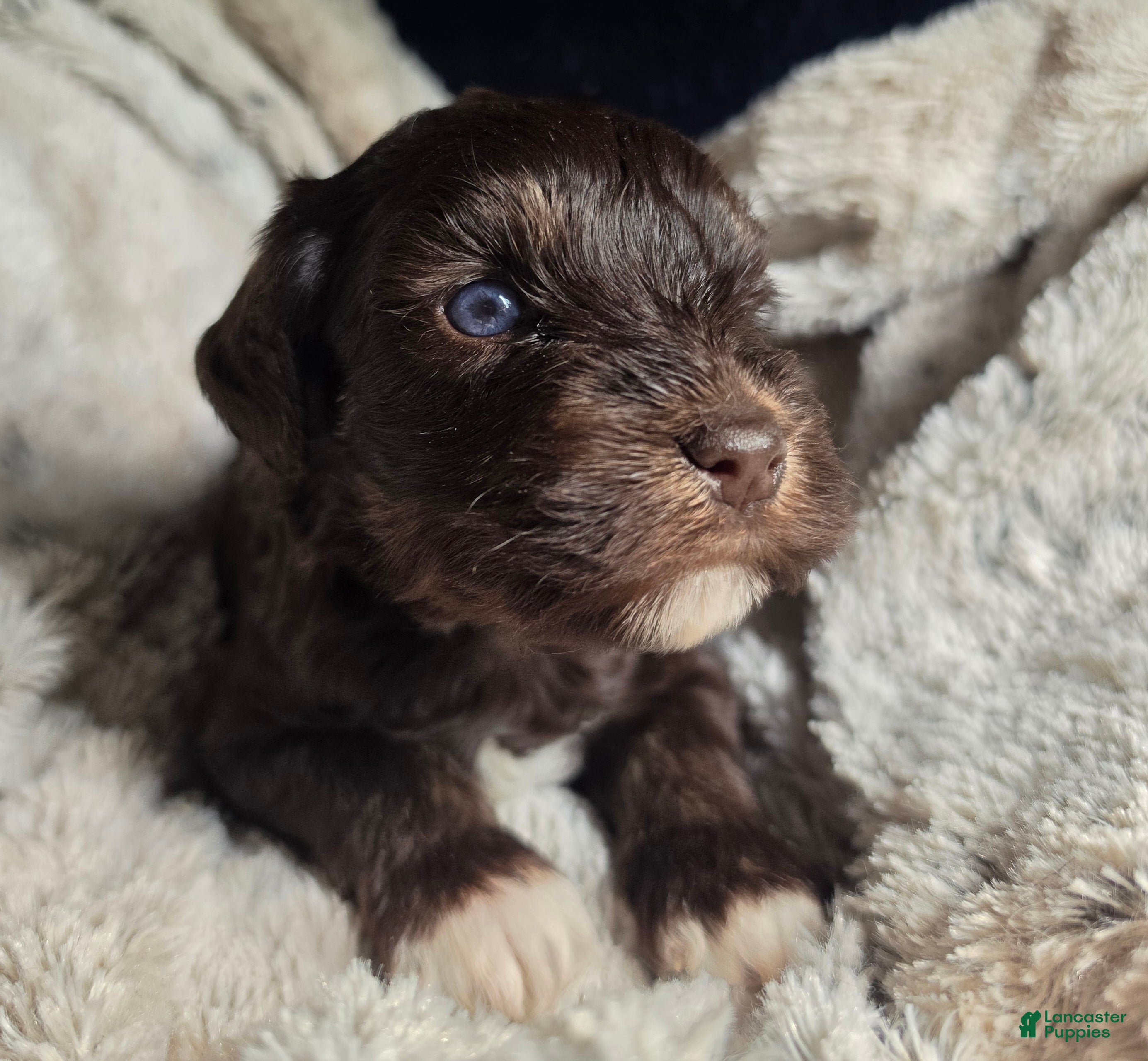 Miniature Schnauzer dogs Nacho double blue eyes - Ad 1