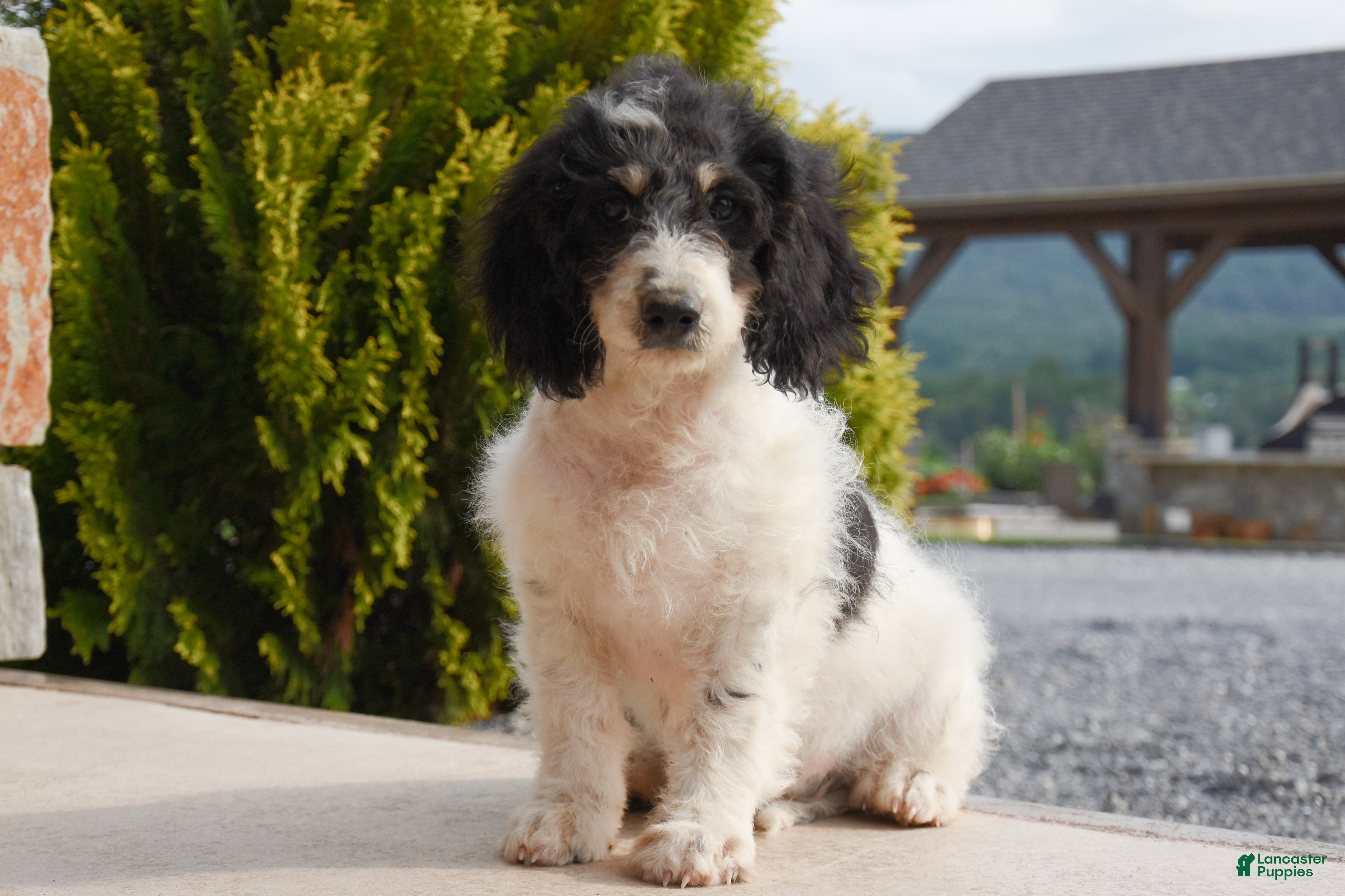 Mini Goldendoodle dogs Aaron - Ad 1