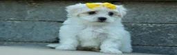 Maltese dogs for sale: PEBBLES - Ad 7
