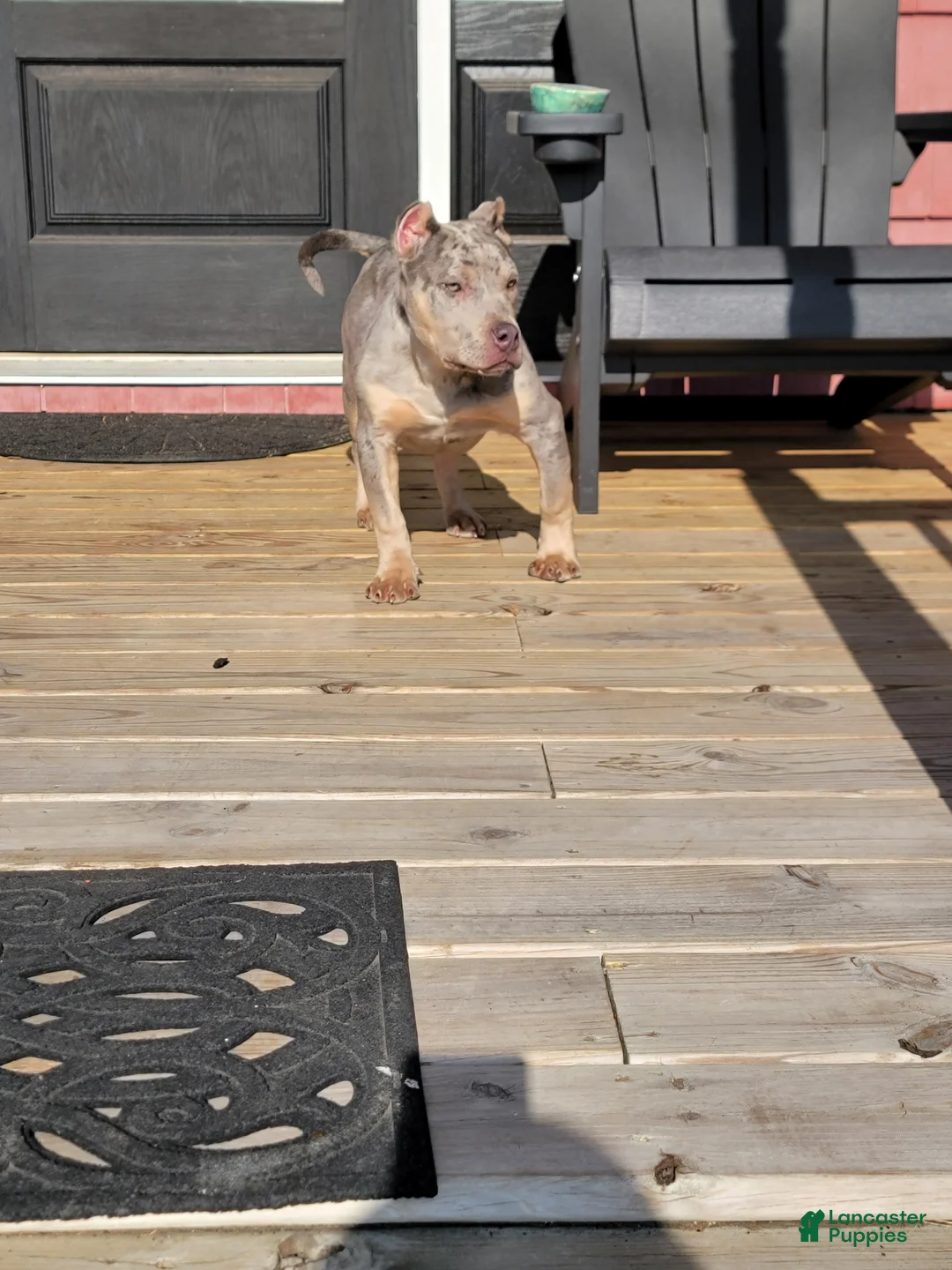 American Bully dogs for sale: Amiri - Ad 2
